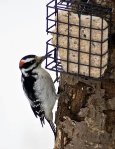 Audubon birdseed order deadline nearing